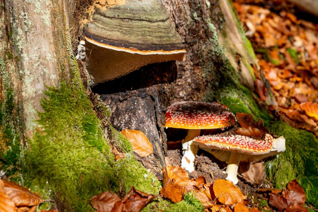 Zunderschwamm und Fliegenpilze