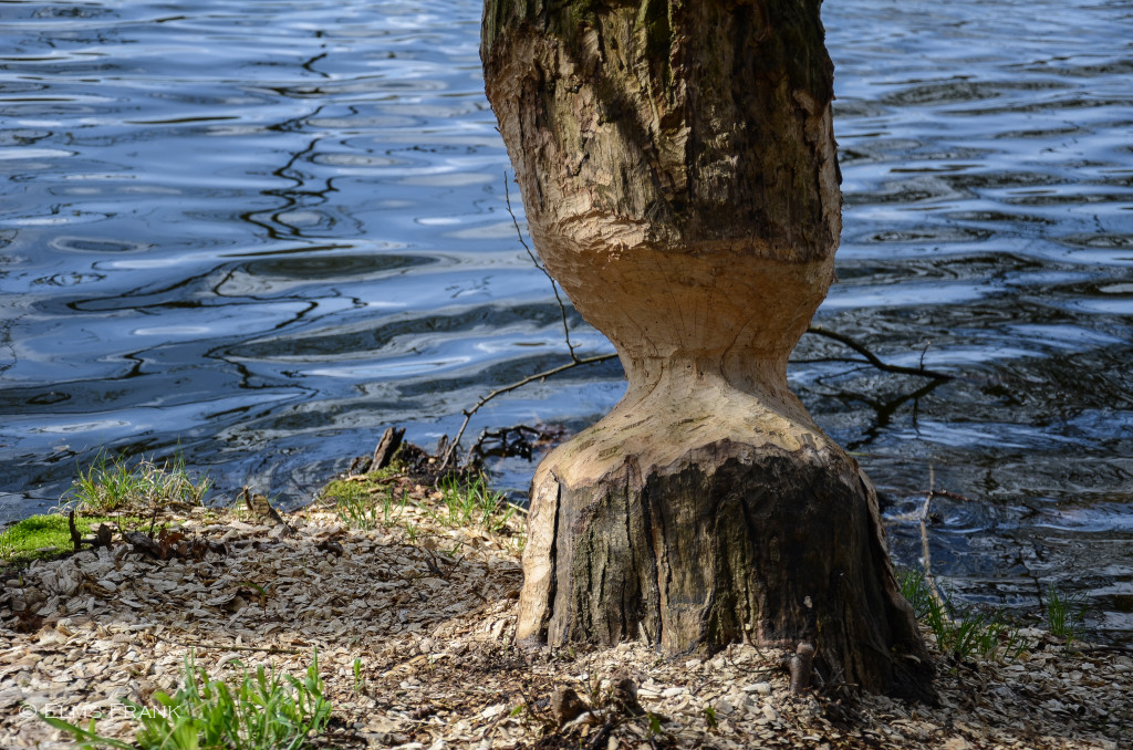 Biberbaum