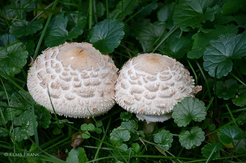 Schirmpilzpaar