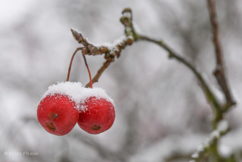 Zieräpfel mit Schneekristallen