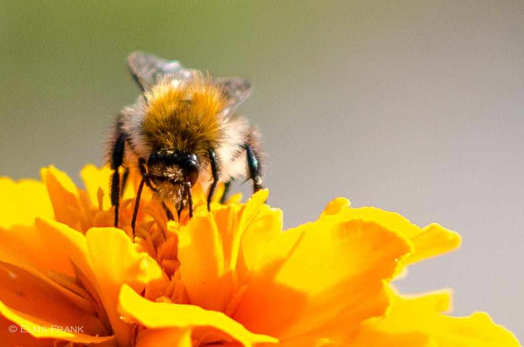 Hummel auf Studentenblume