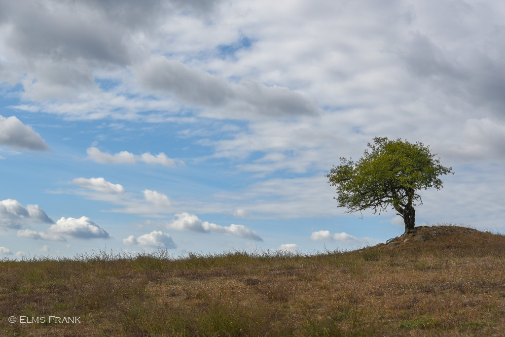 einzeln stehender Baum - Carwitz