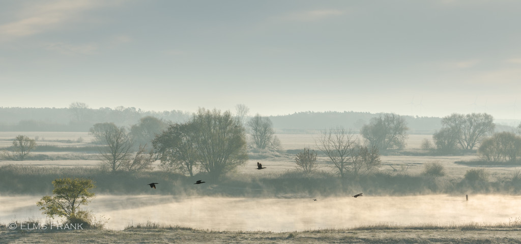 Morgennebel an der Elbe