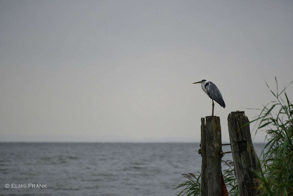 Graureiher - Ueckermünde