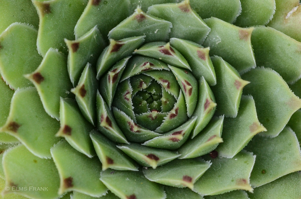Rosette