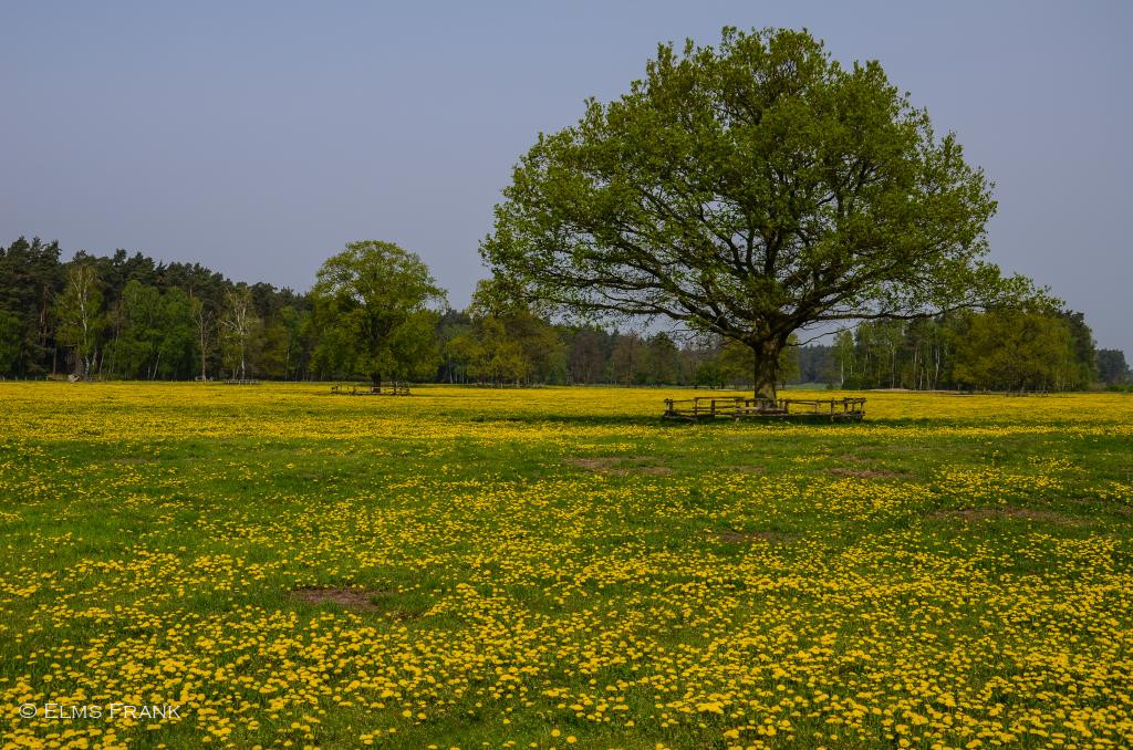 Frühlingswiese mit Baum