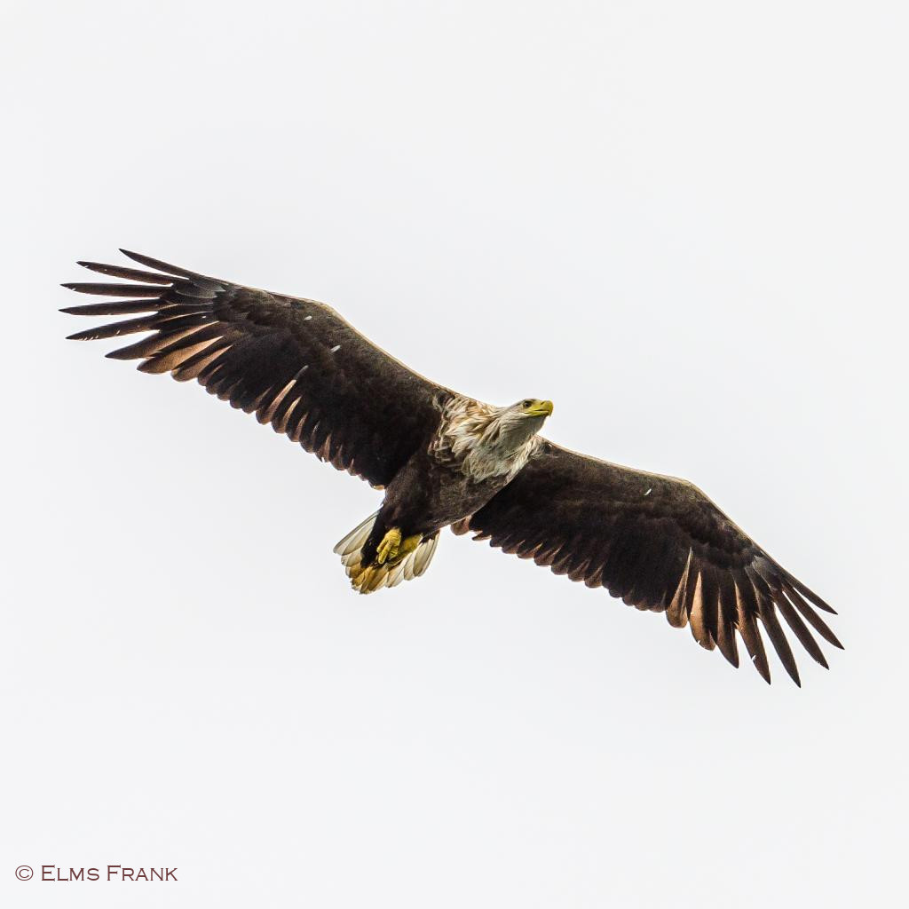 Weisskopfseeadler