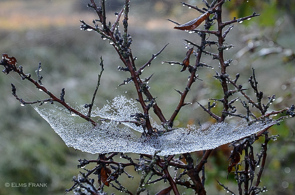 Spinnennetz im Morgentau