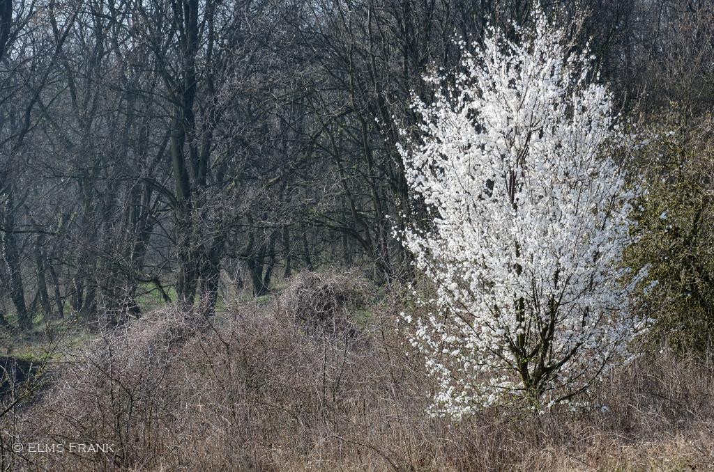 Frühling bei Lebus