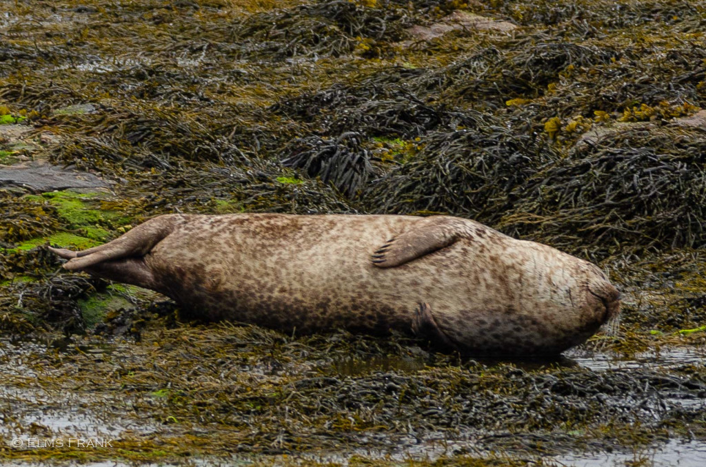typische Schlafposition einer Kegelrobbe - Isle of Harris