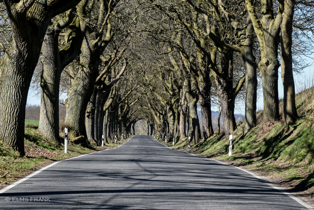 Strassenbaumallee auf Rügen
