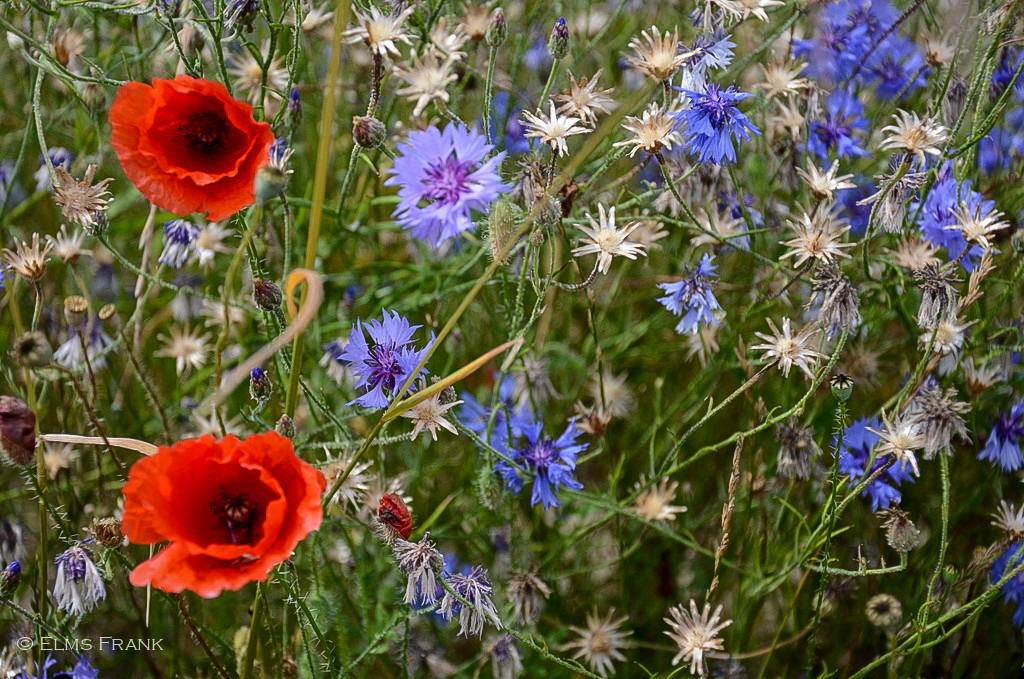 Kornblumen und Mohn
