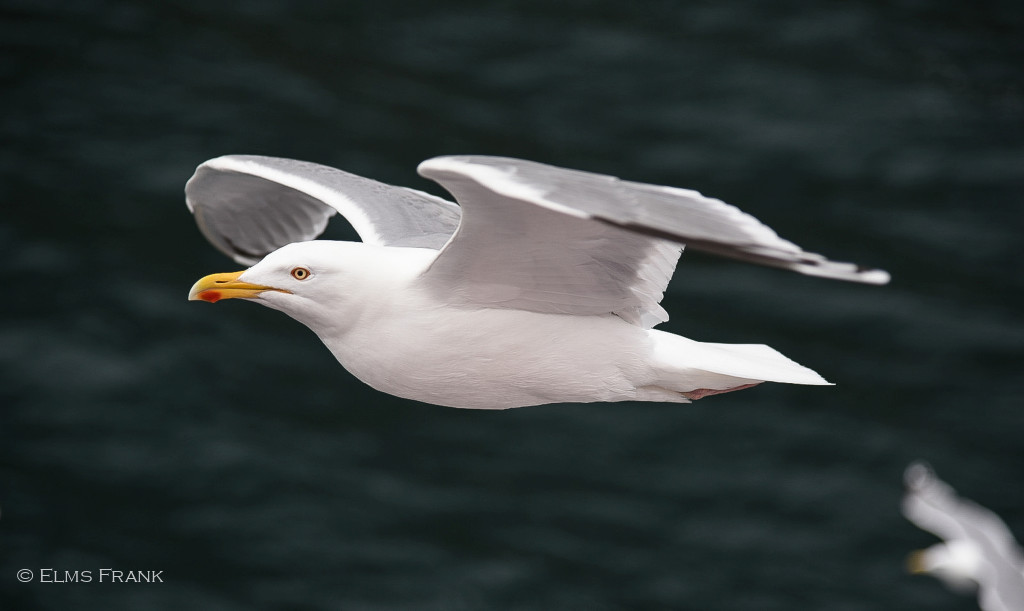 Möwe am Trollfjord