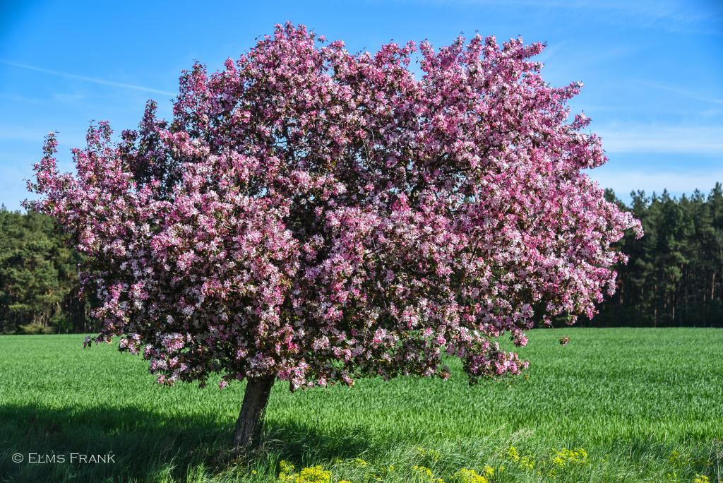 blühender Apfelbaum
