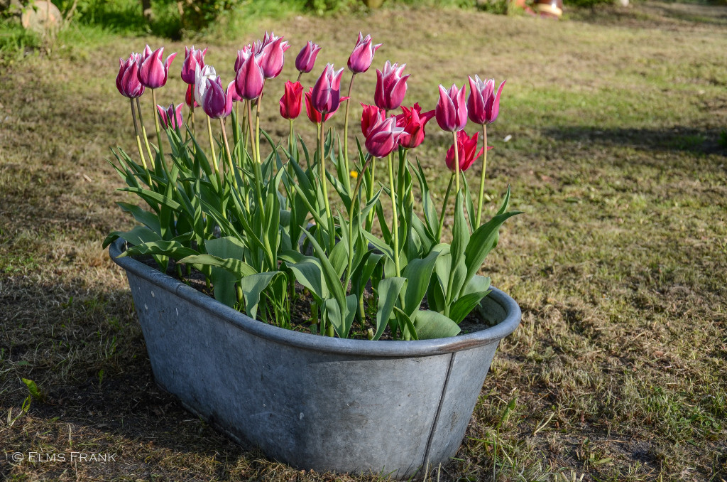 Tulpenwanne