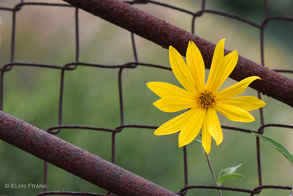 Blüte vor Rostzaun