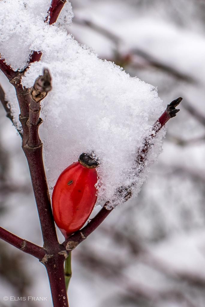 Hagebutte im Schnee