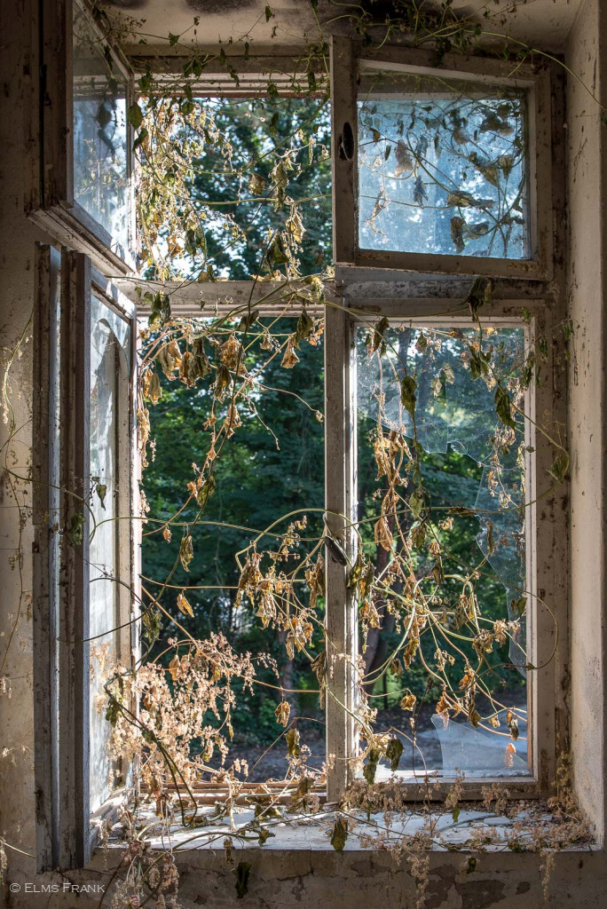zugewachsenes Fenster