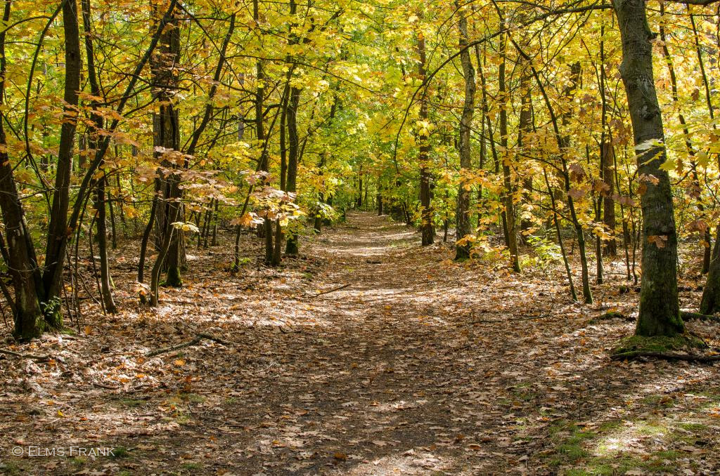 Herbstwald - Grünau