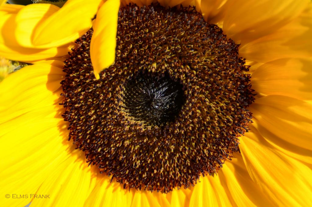 Sonnenblume