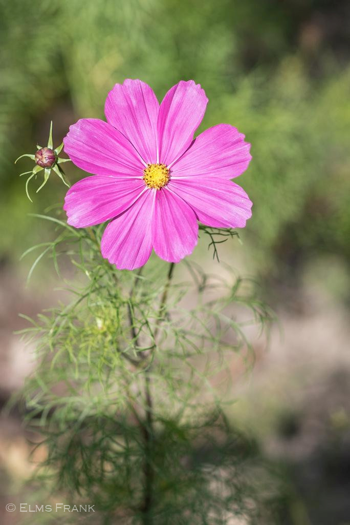 Cosmea