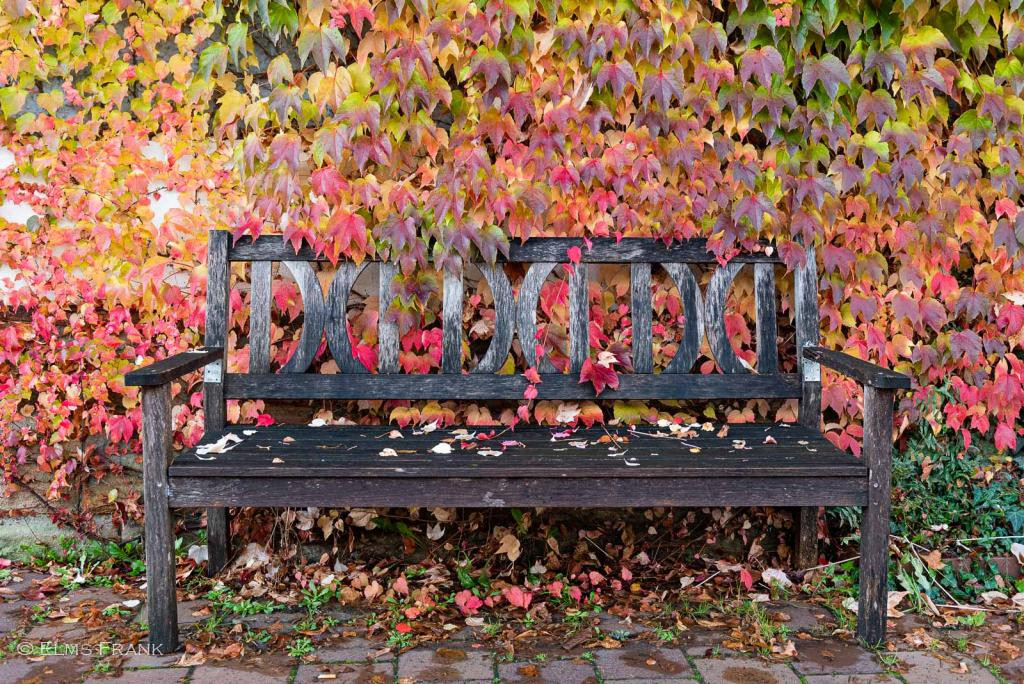 Bank im Herbst