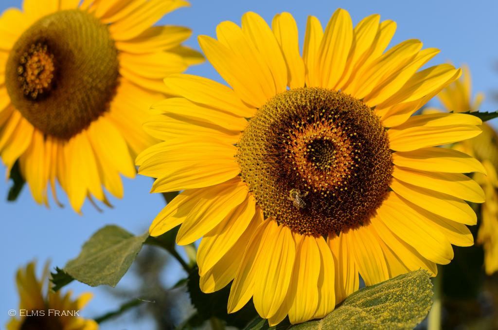 Sonnenblumen