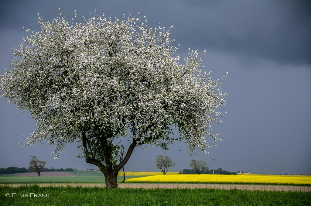 blühender Apfelbaum - Gewitterstimmung