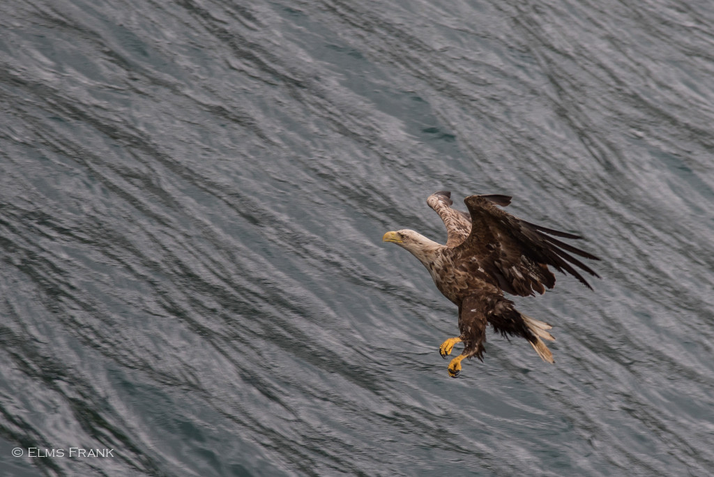 Seeadler im Sturzflug