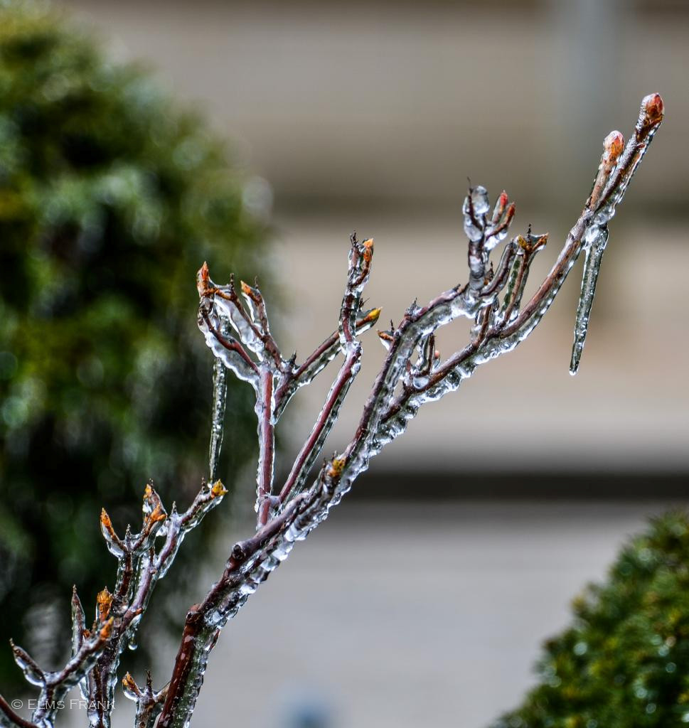 Frost-Frühling