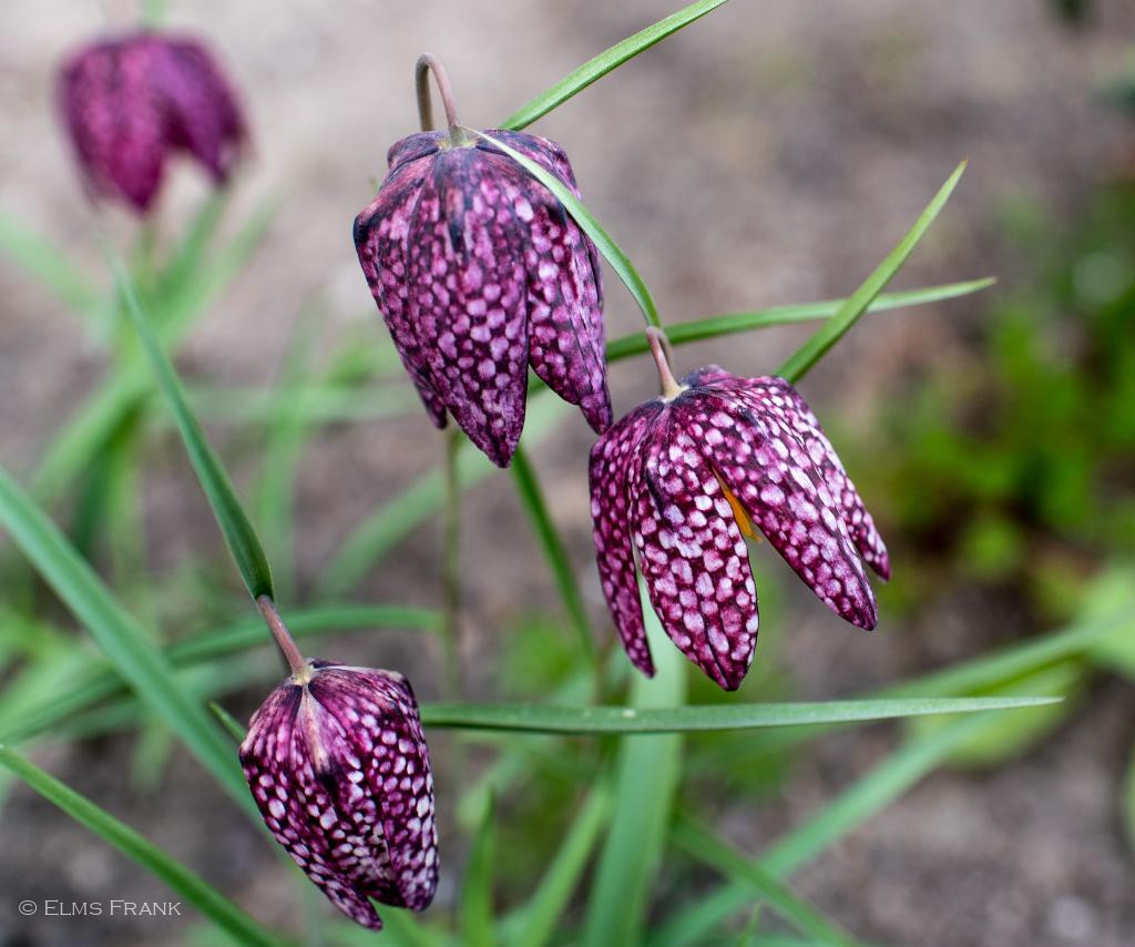 Schachbrettblumen