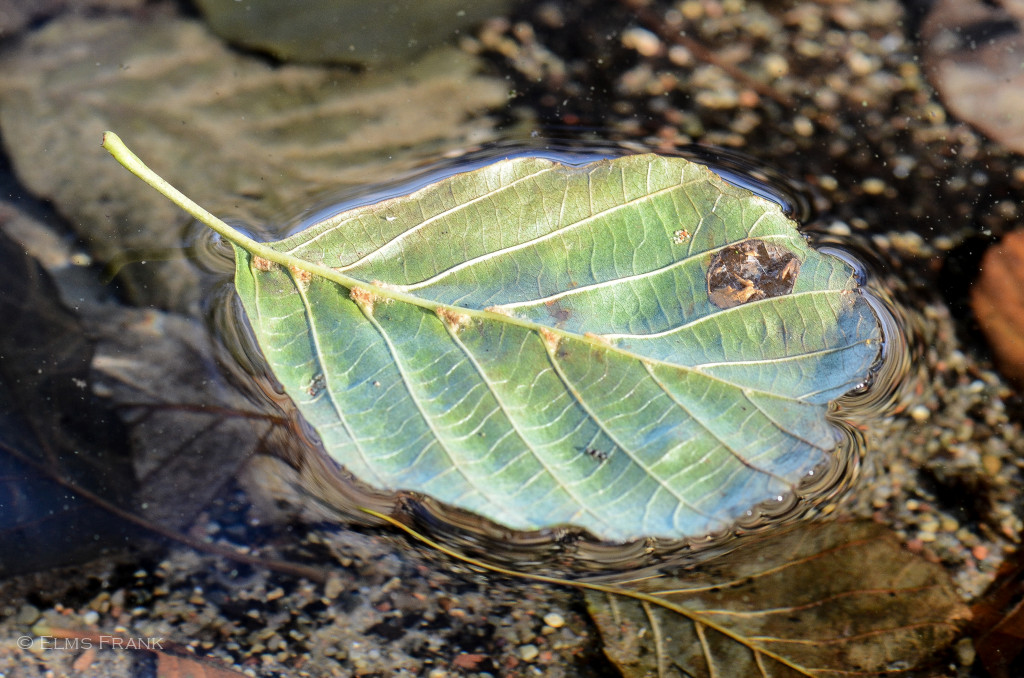 Blatt auf Wasser