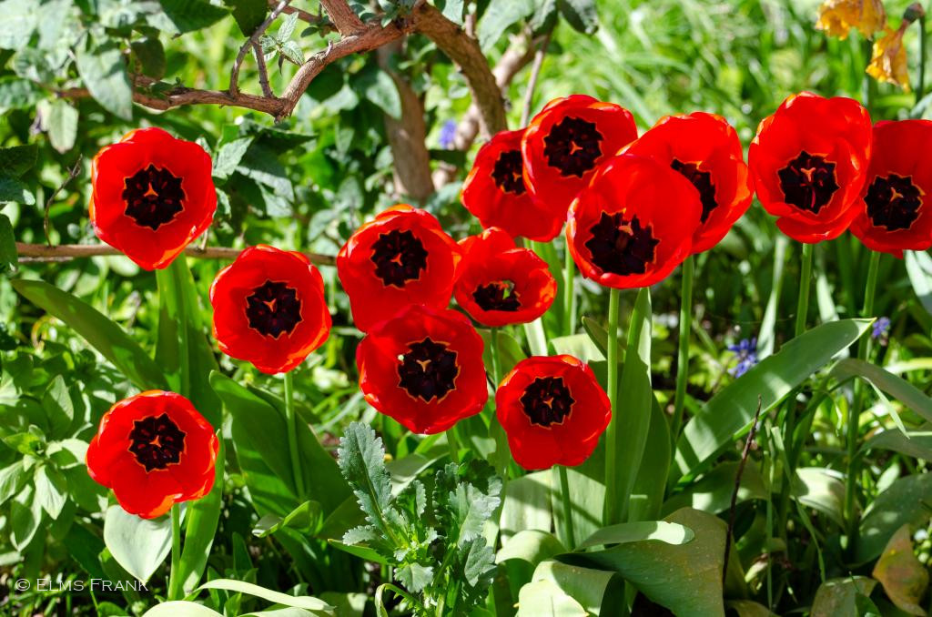 Tulpen