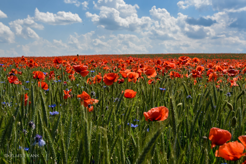 Mohnblumenfeld - Schorfheide
