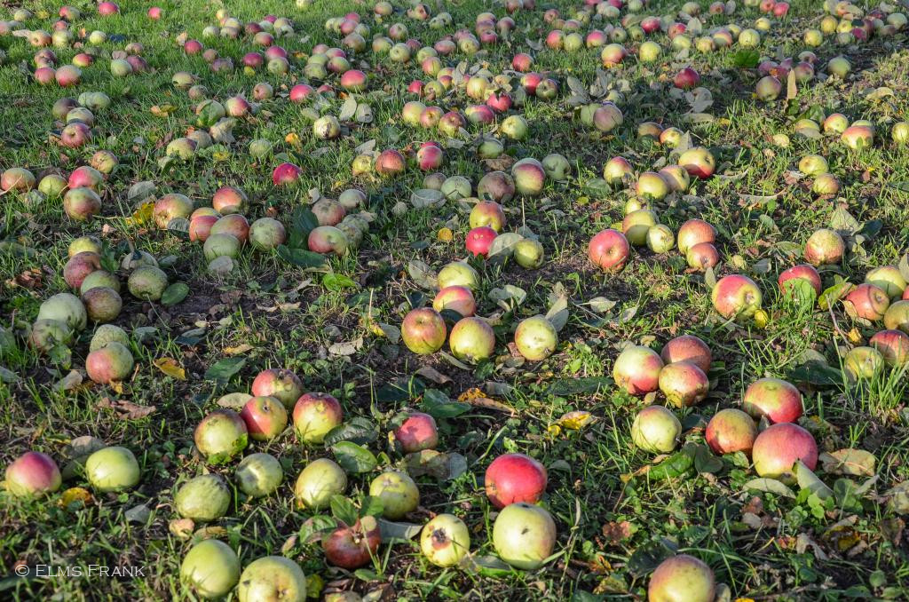 Äpfel