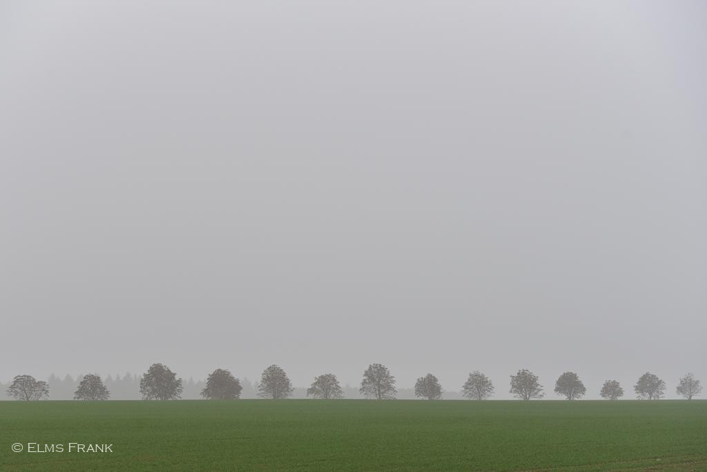 Baumreihe im Nebel