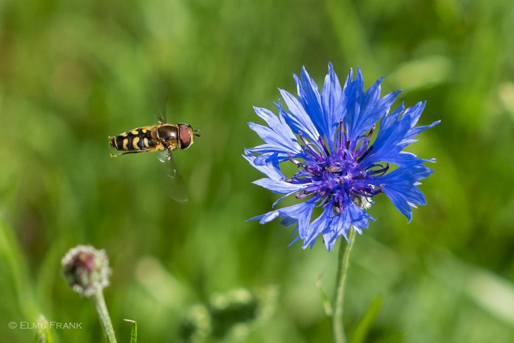 Schwebfliege an Kornblume