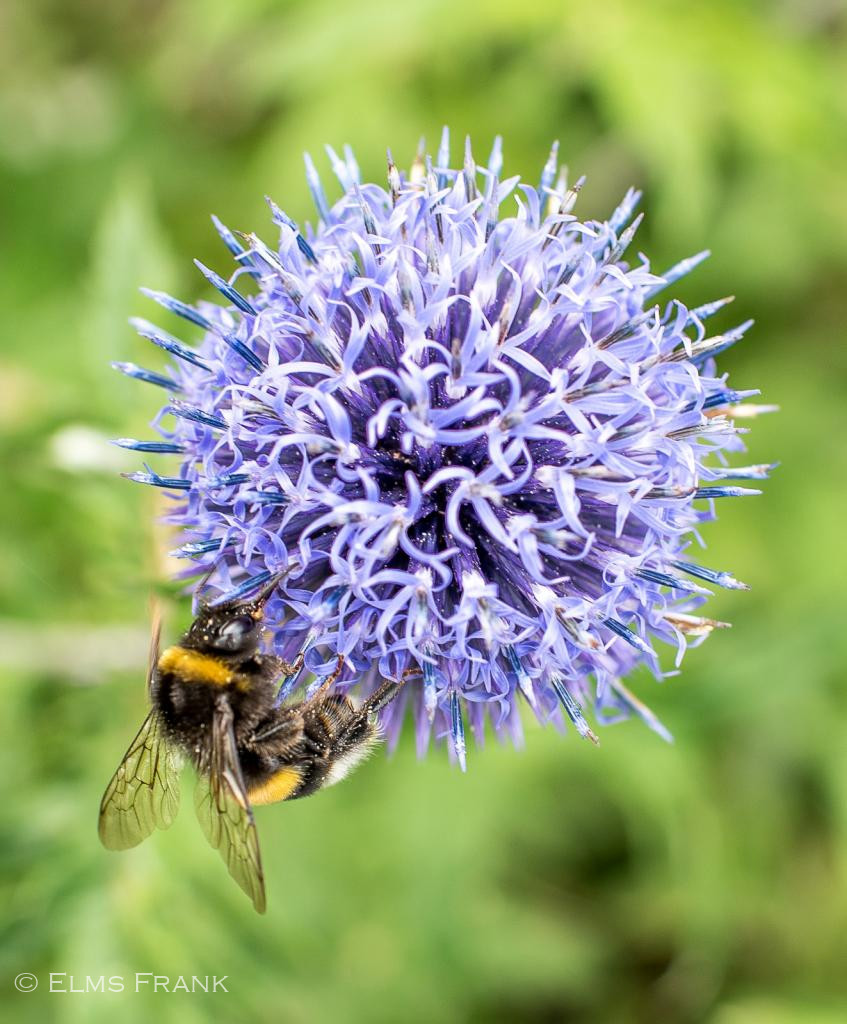 Hummel an Kugeldistel