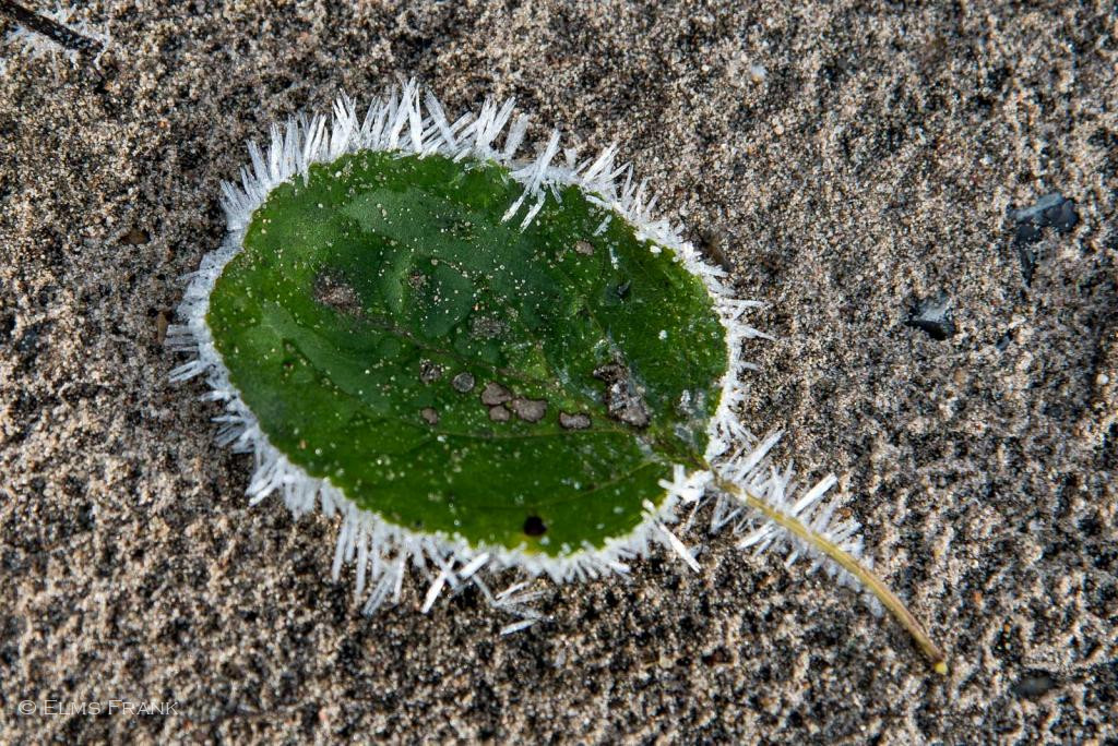 Blatt mit Reifkristallen