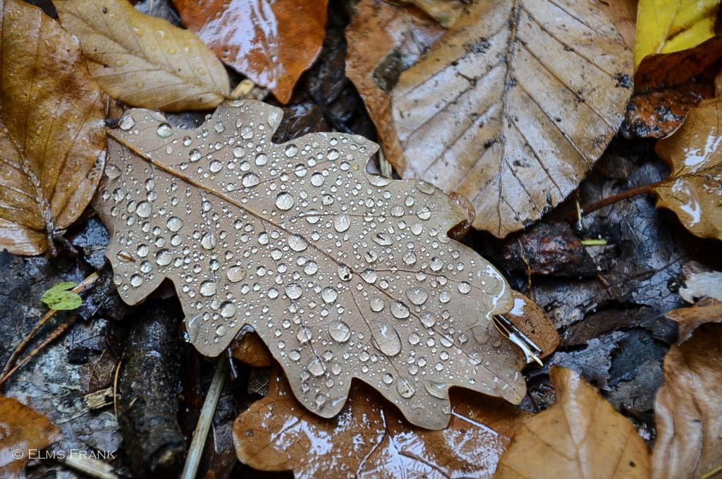 Blatt im Regen