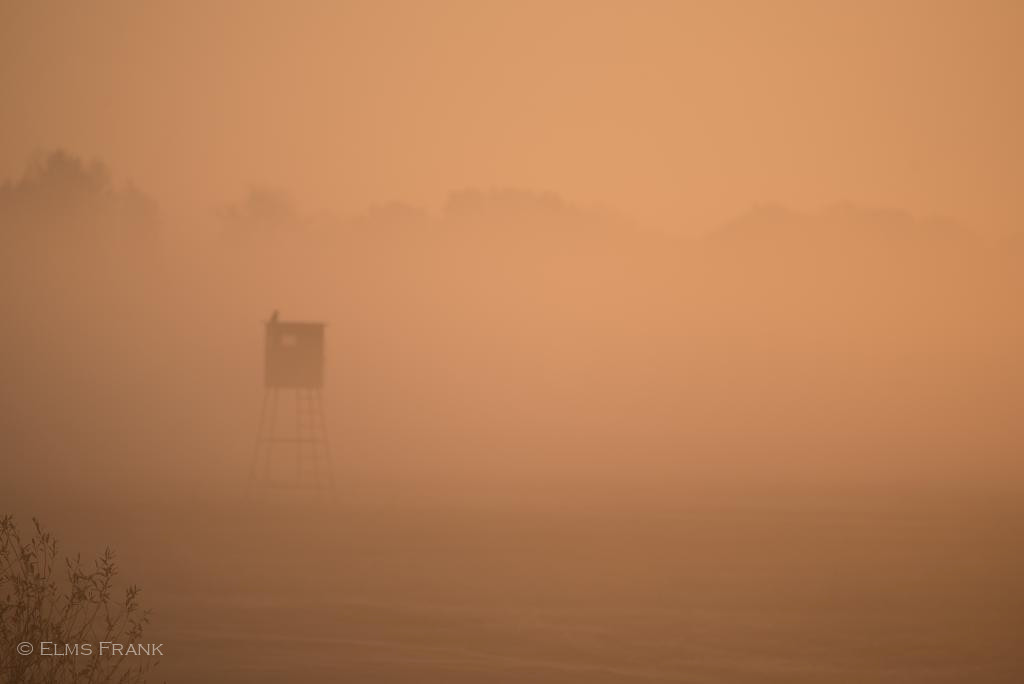 Sonnenaufgang mit Nebel - Kienitz