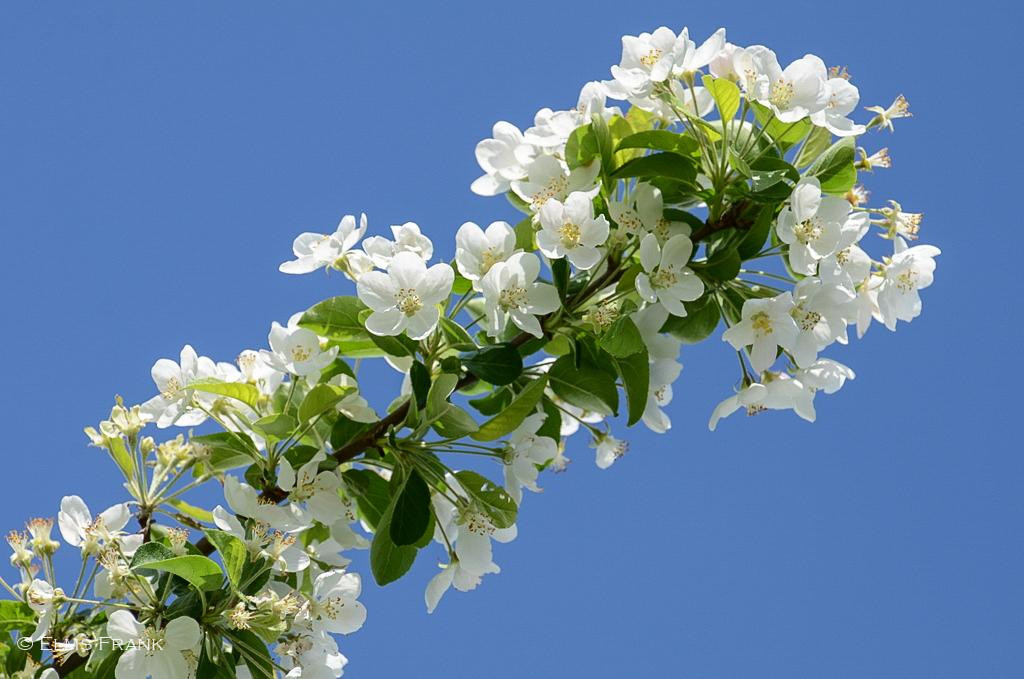 Apfelblüten