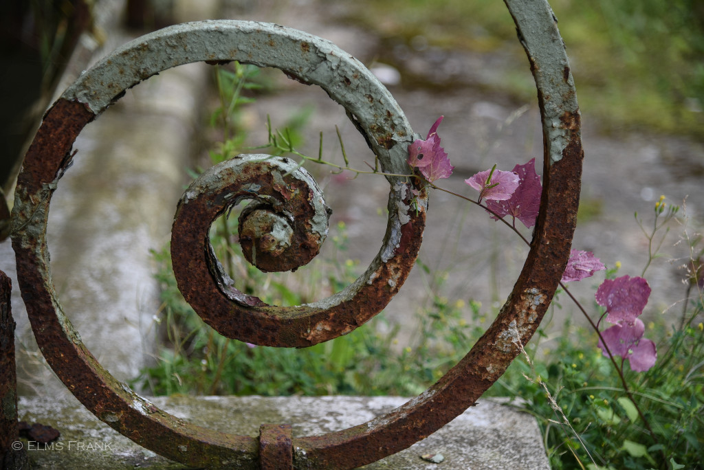 Rosette