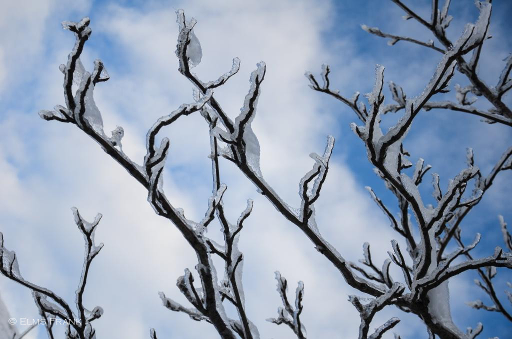 Zweige im Frost