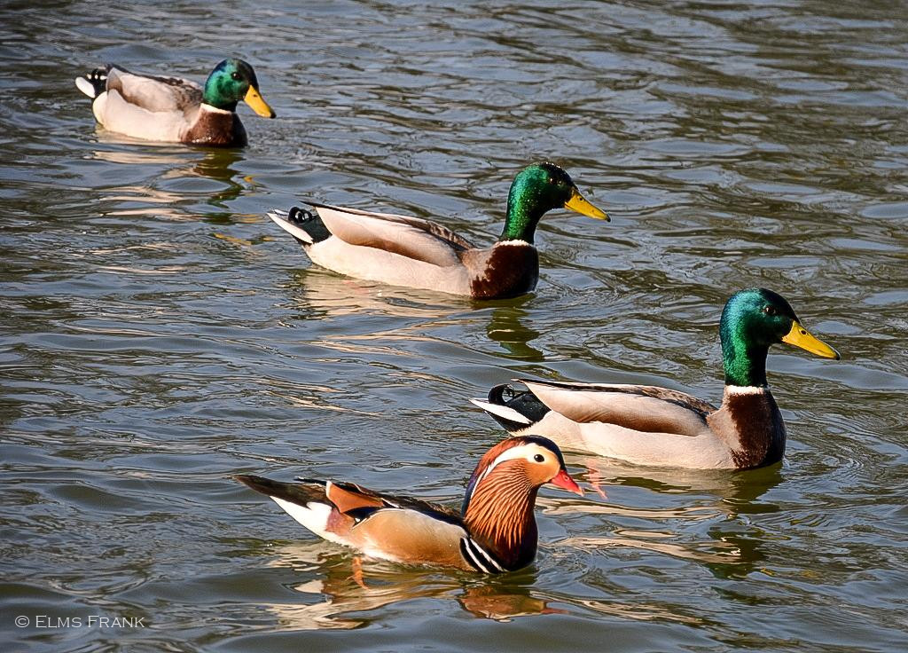 Enten-Flottille