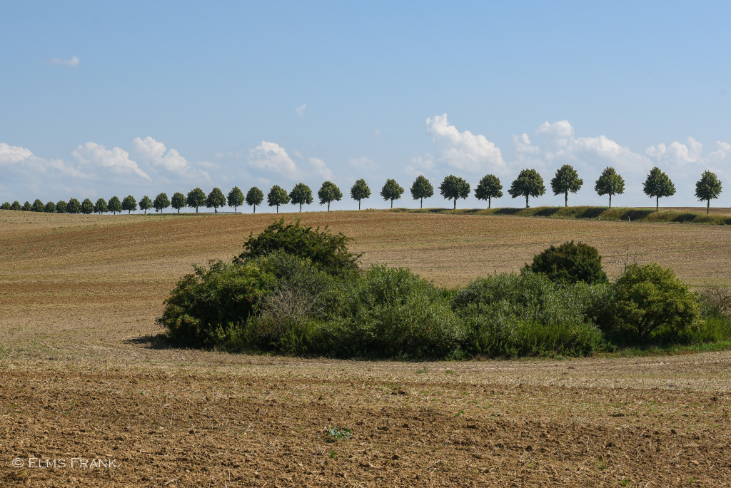 Baumreihe - Mecklenburg