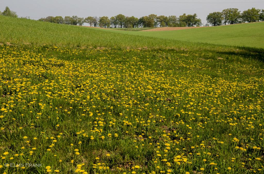 Wiese im Frühling