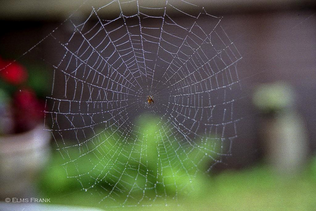 Spinnennetz Tau