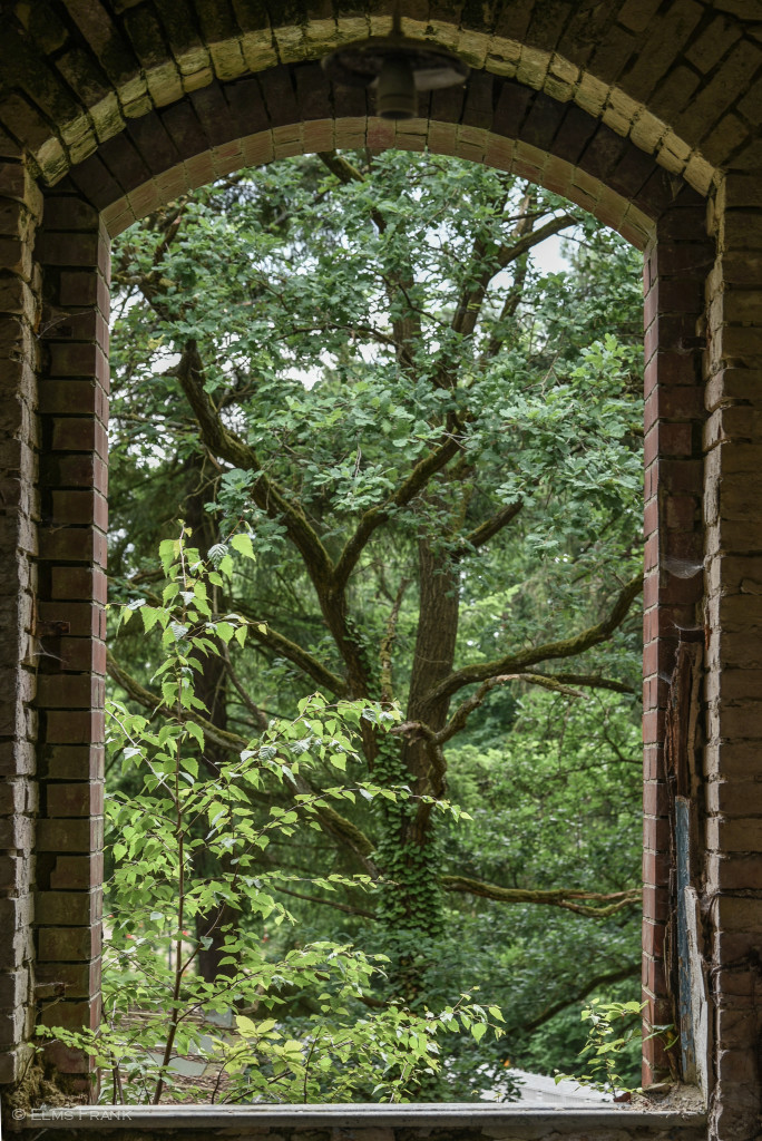 Fenster-Baum
