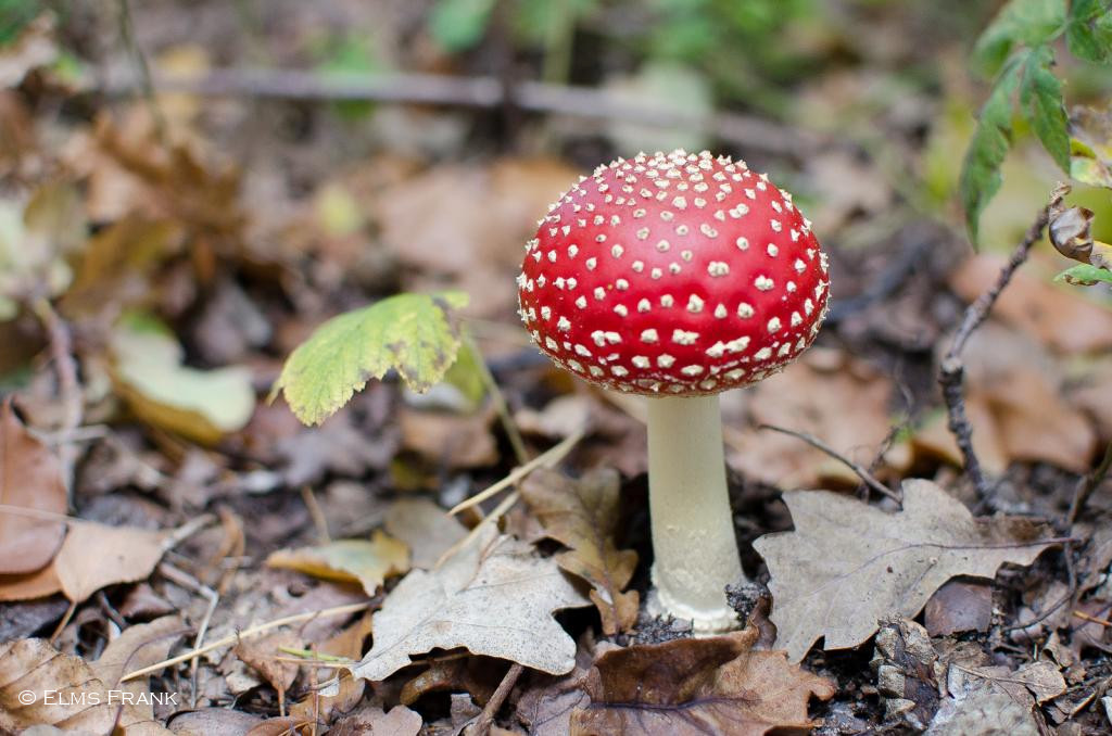 Fliegenpilz